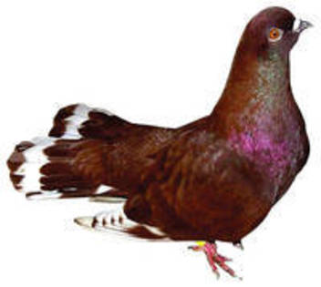 visiniu rominesc - A-Toate rasele de porumbei