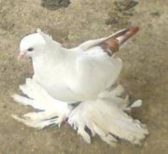 nordcaucazian - A-Toate rasele de porumbei