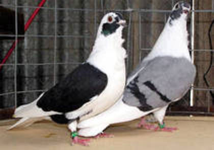 barbarisi