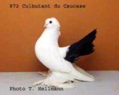 jucator caucazian