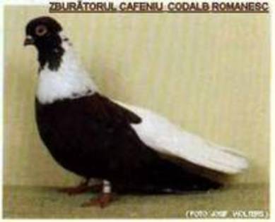 Zb_CAFENIU_CODALB3_RO