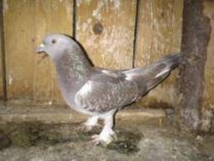 takla