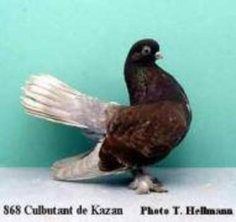 jucator de cazan