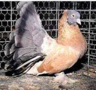 pava indiana