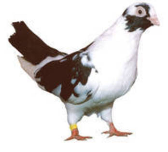 VHVXJAJTKBTTQIBCYGL[1]