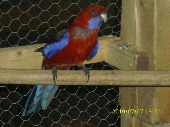 Mascul-Rosella-Penant-Matca-2 - Rosella-Penant-Matca- 2