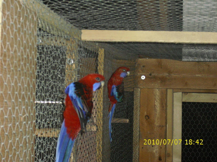 Pereche-Rosella-Penant-Matca-2