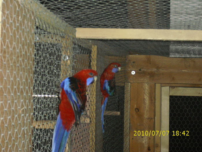 Pereche-Rosella-Penant-Matca-2 - Rosella-Penant-Matca- 2