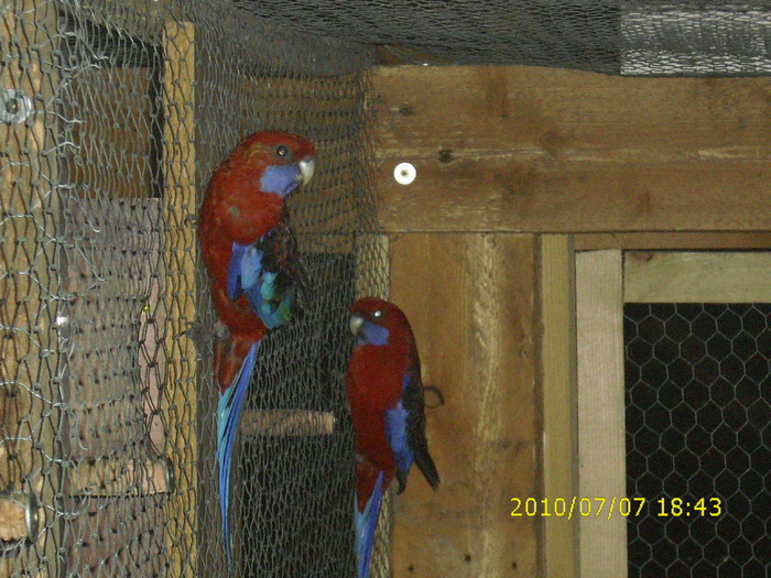 Pereche-Rosella-Penant-Matca-2 - Rosella-Penant-Matca- 2