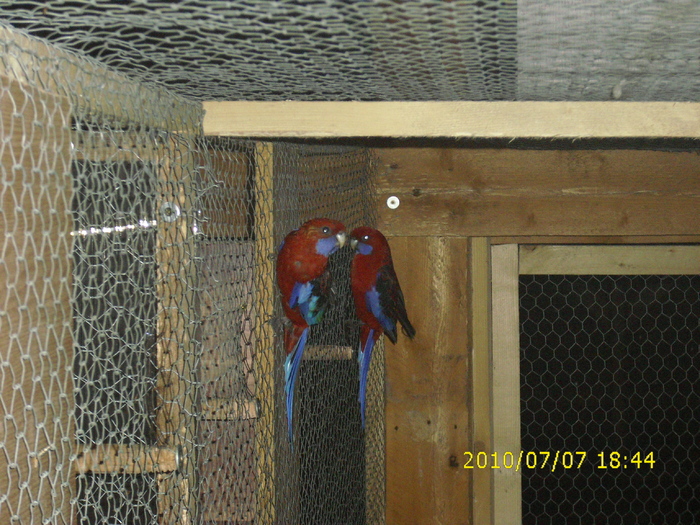 Pereche-Rosella-Penant-Matca-2