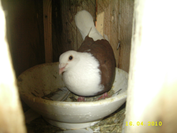 DSCI3419 - Amintiri 2009