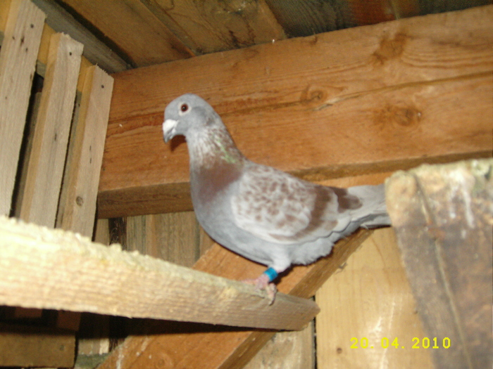 DSCI3444 - Amintiri 2009