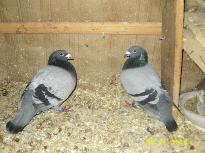 tata-stanga...fiul-dreapta - Amintiri 2009