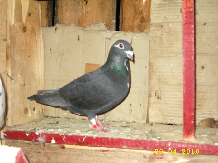 DSCI3456 - Amintiri 2009