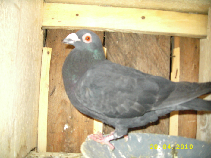 DSCI3462 - Amintiri 2009