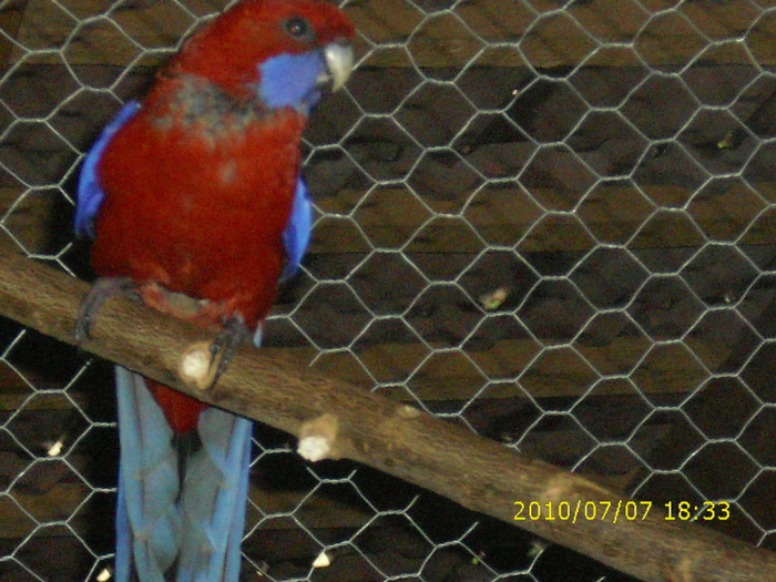 Mascul-Rosella-Penant-Matca-2