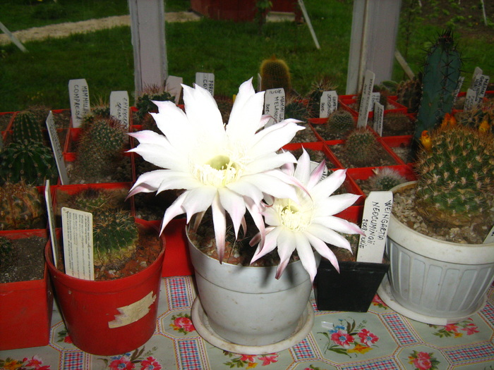 echinopsis  oxigona  inflorit - cactusii mei