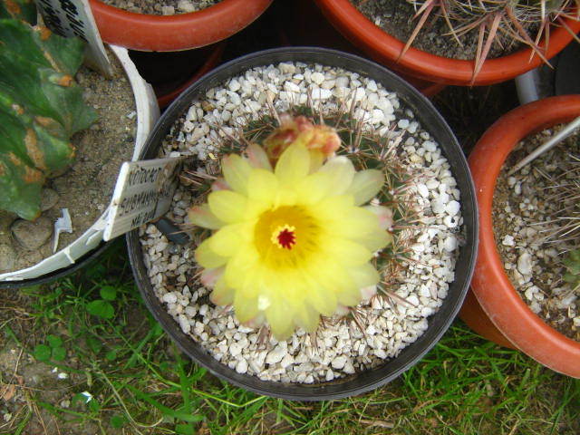 parodia mamulosa - cactusii mei