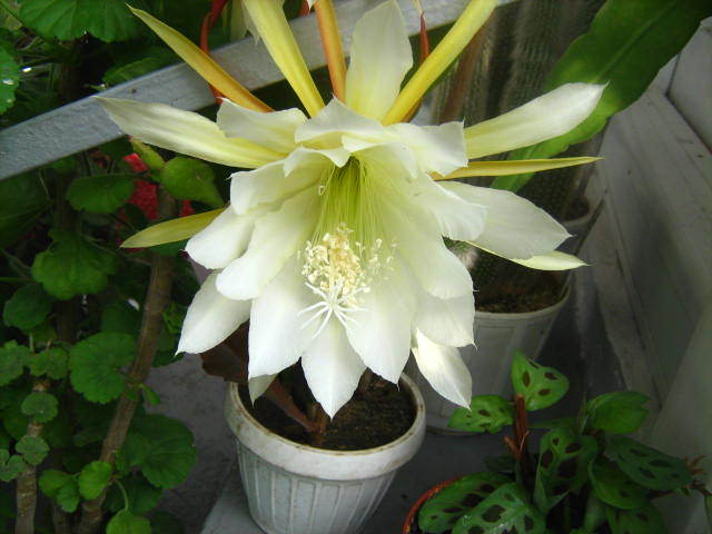 epiphylum laui - cactusii mei