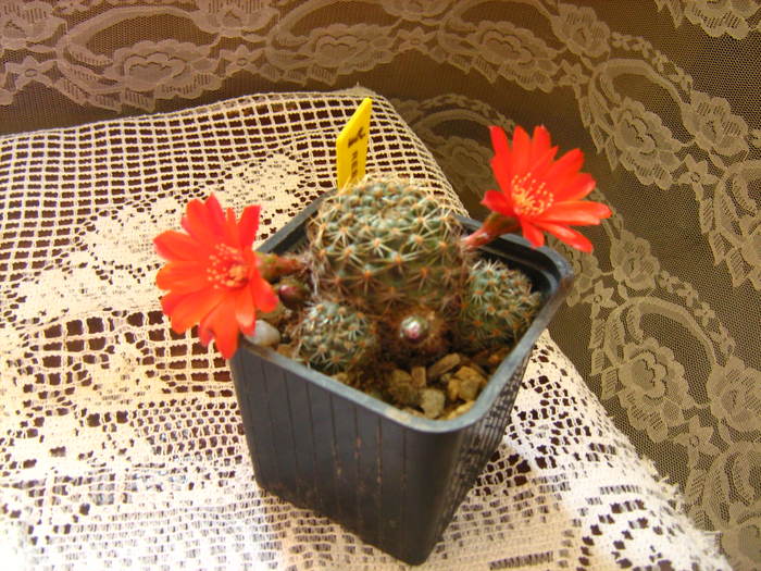 Picture 075rebutia - cactusii mei