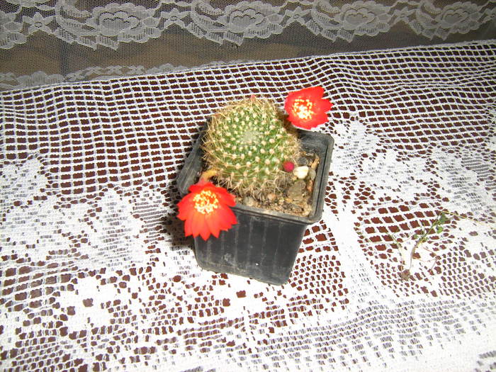 Picture 071 - cactusii mei