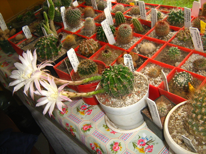 Picture 004 - cactusii mei