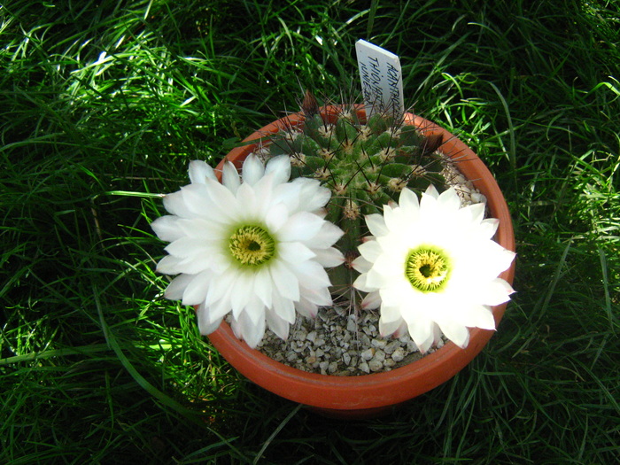 Picture 042 - cactusii mei