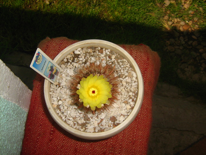 notocactus schlosseri  inflorit - cactusii mei