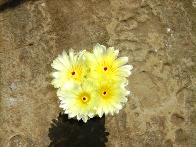 PARODIA MAMMULOSA Inflorita - cactusii mei