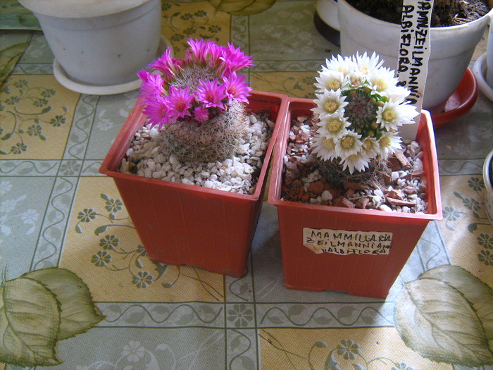 Picture 502 - cactusii mei