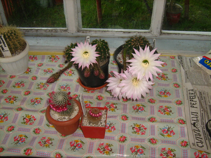 echinopsis si mammillaria - cactusii mei