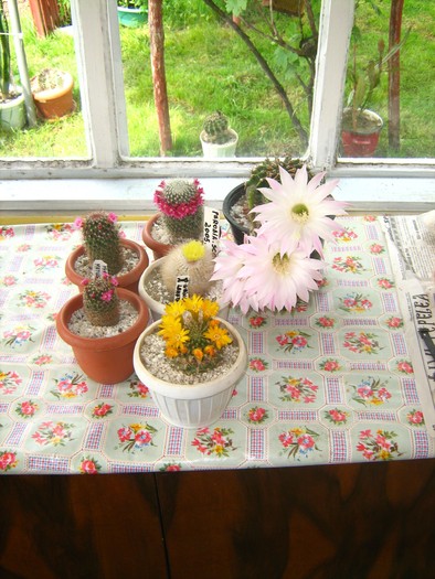 echinopsis , mammilaria , parodia si weingartia - cactusii mei