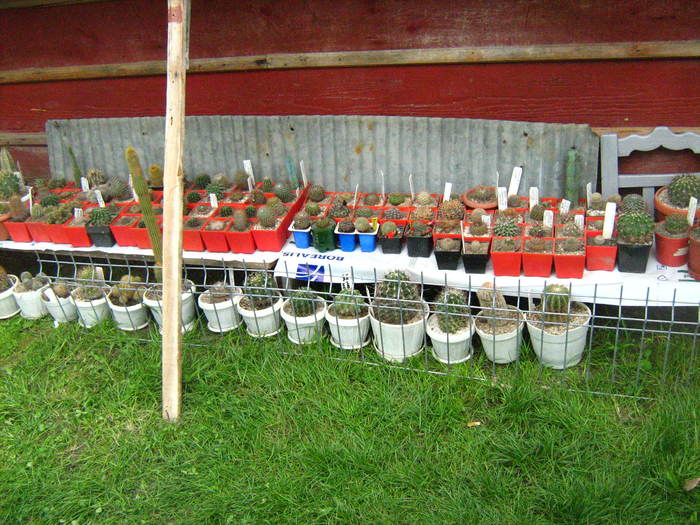 colectia  mea - cactusii mei