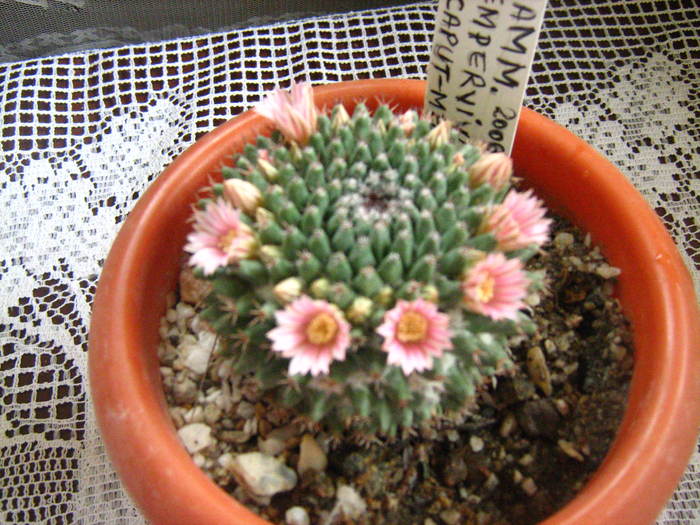 mamm  sempervivi - cactusii mei
