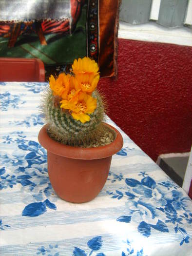 parodia curvispina - cactusii mei