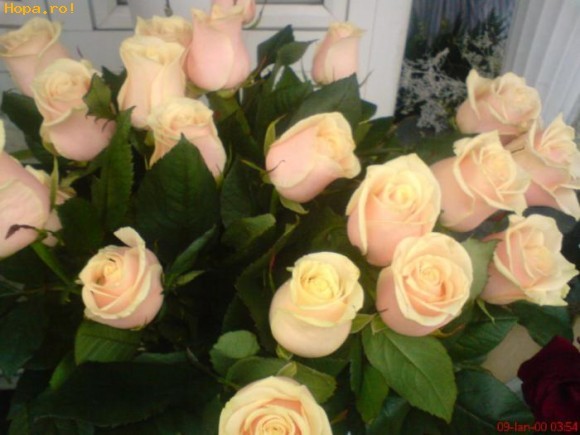 1690475_1234877444 - poze trandafir
