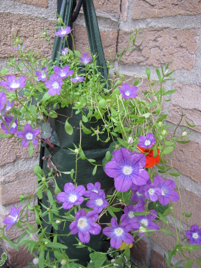 Legousia Speculum (din sem.Ela) 3 iul 2010 - plante diverse