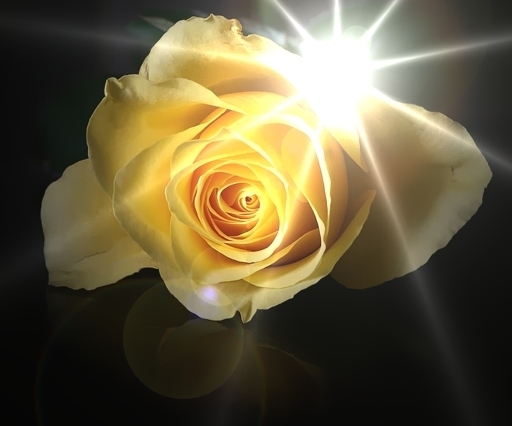 yellow_rose - poze trandafir