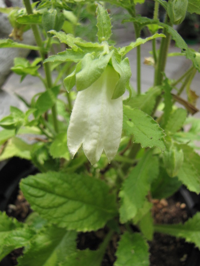 Symphyandra Pendula 3 iul 2010 - plante diverse