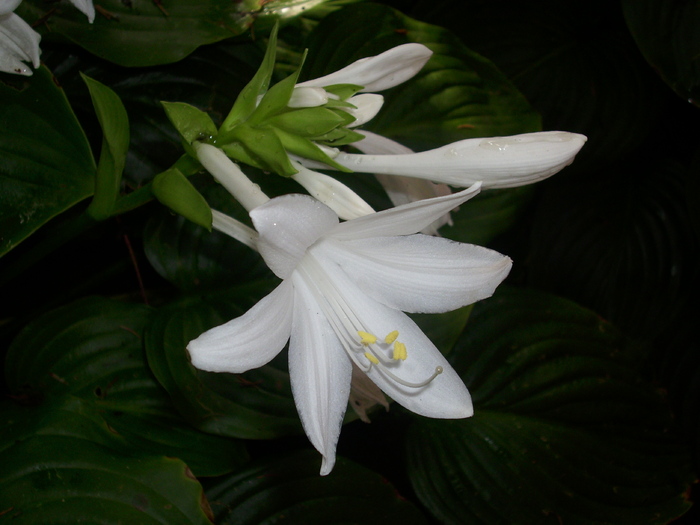 DSCI0677 - crini