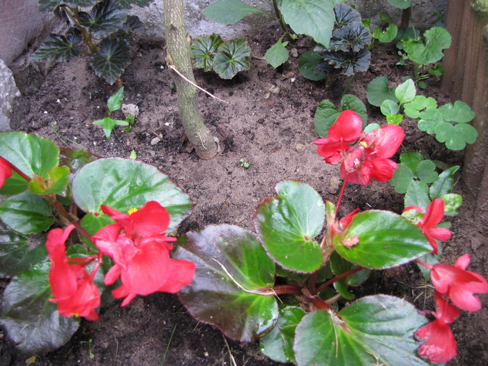 Begonia Big Red (E.P.) 1 iul 2010 - begonii