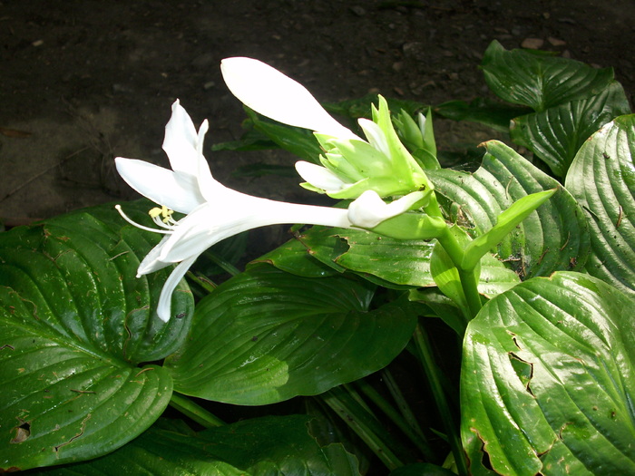 DSCI0679 - crini