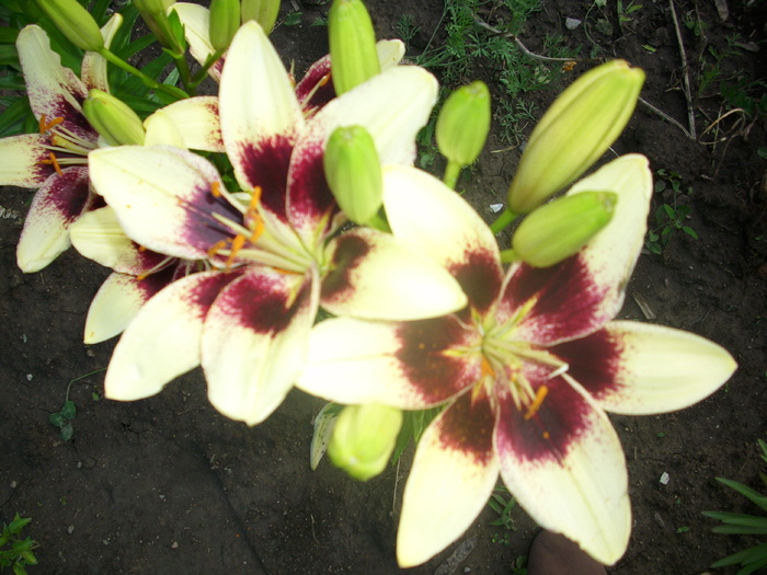 DSCI0741 - crini