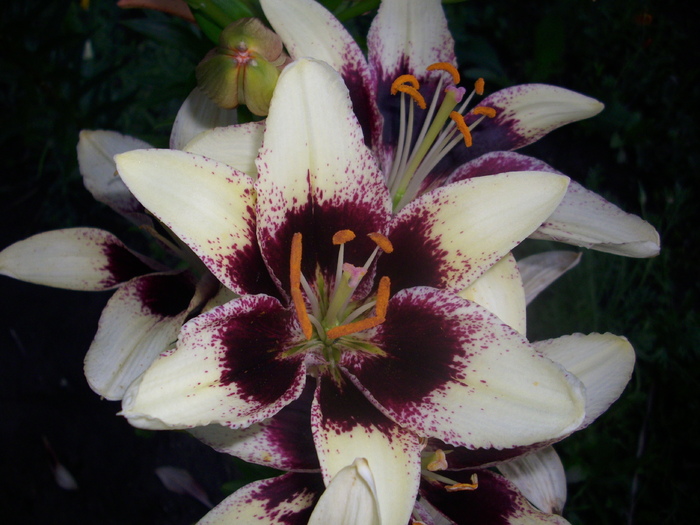 DSCI0985 - crini