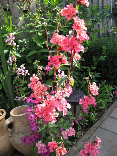 Clarkia 1 iul 2010 - plante diverse