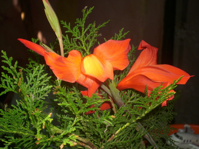 DSCI0126 - gladiole