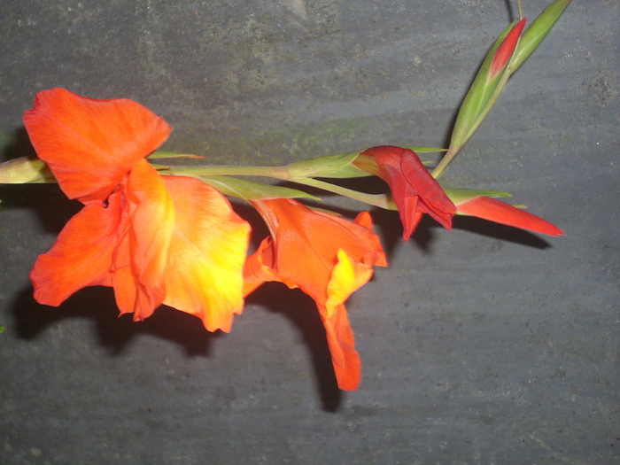 DSCI0129 - gladiole