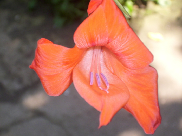 DSCI0133 - gladiole