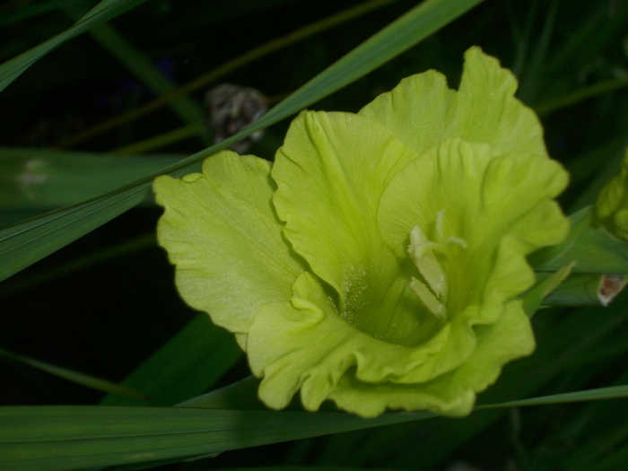 DSCI0652 - gladiole