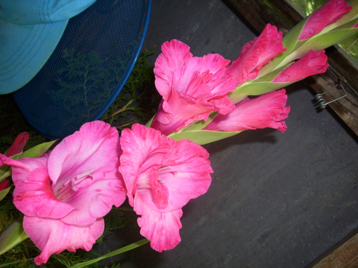 DSCI1221 - gladiole